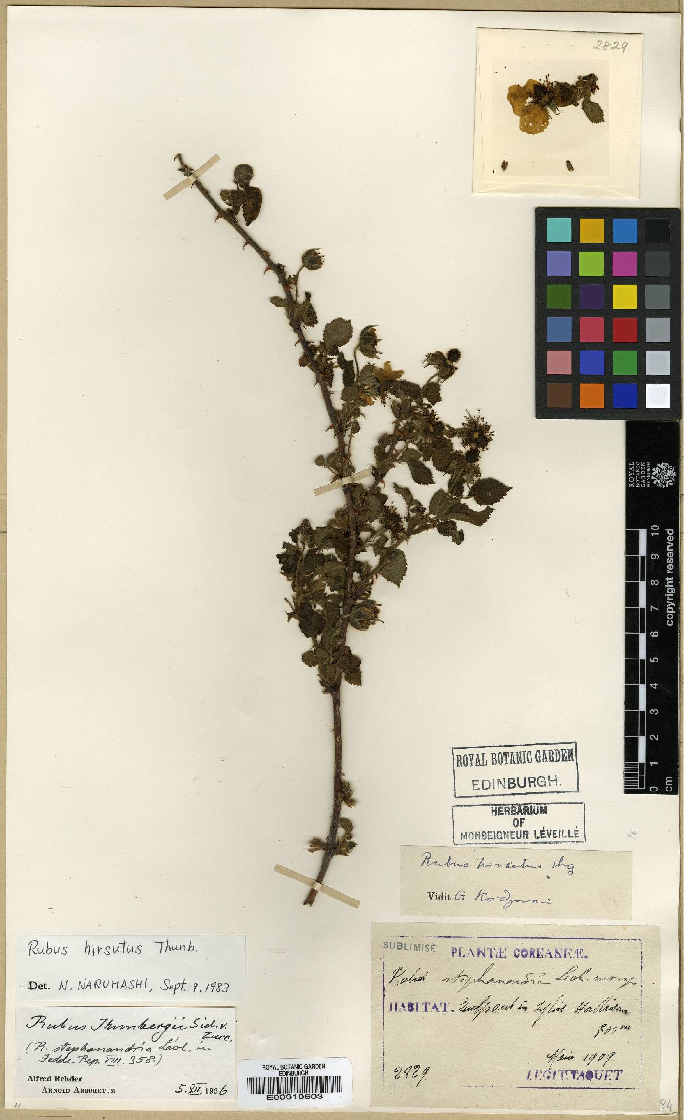 Rubus hirsutus image
