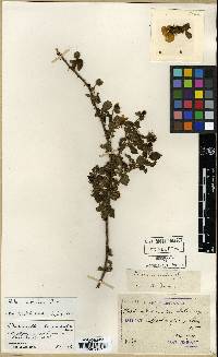 Rubus hirsutus image