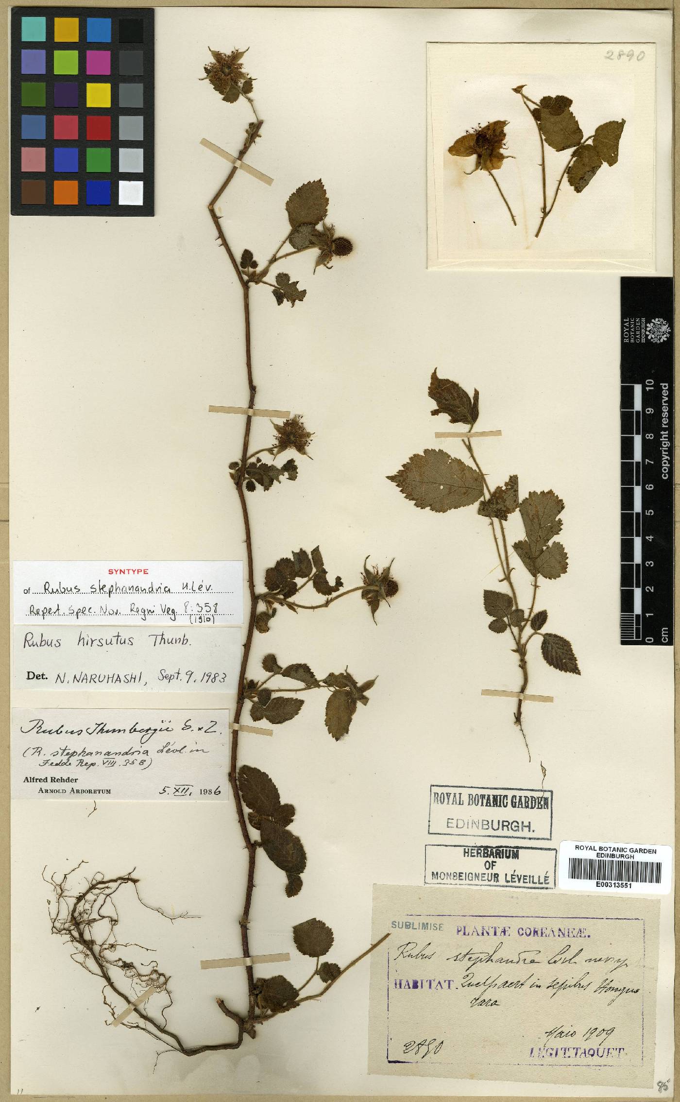 Rubus hirsutus image