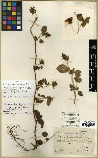 Rubus hirsutus image