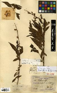 Salix pierotii image