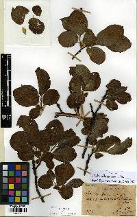Salix caprea image