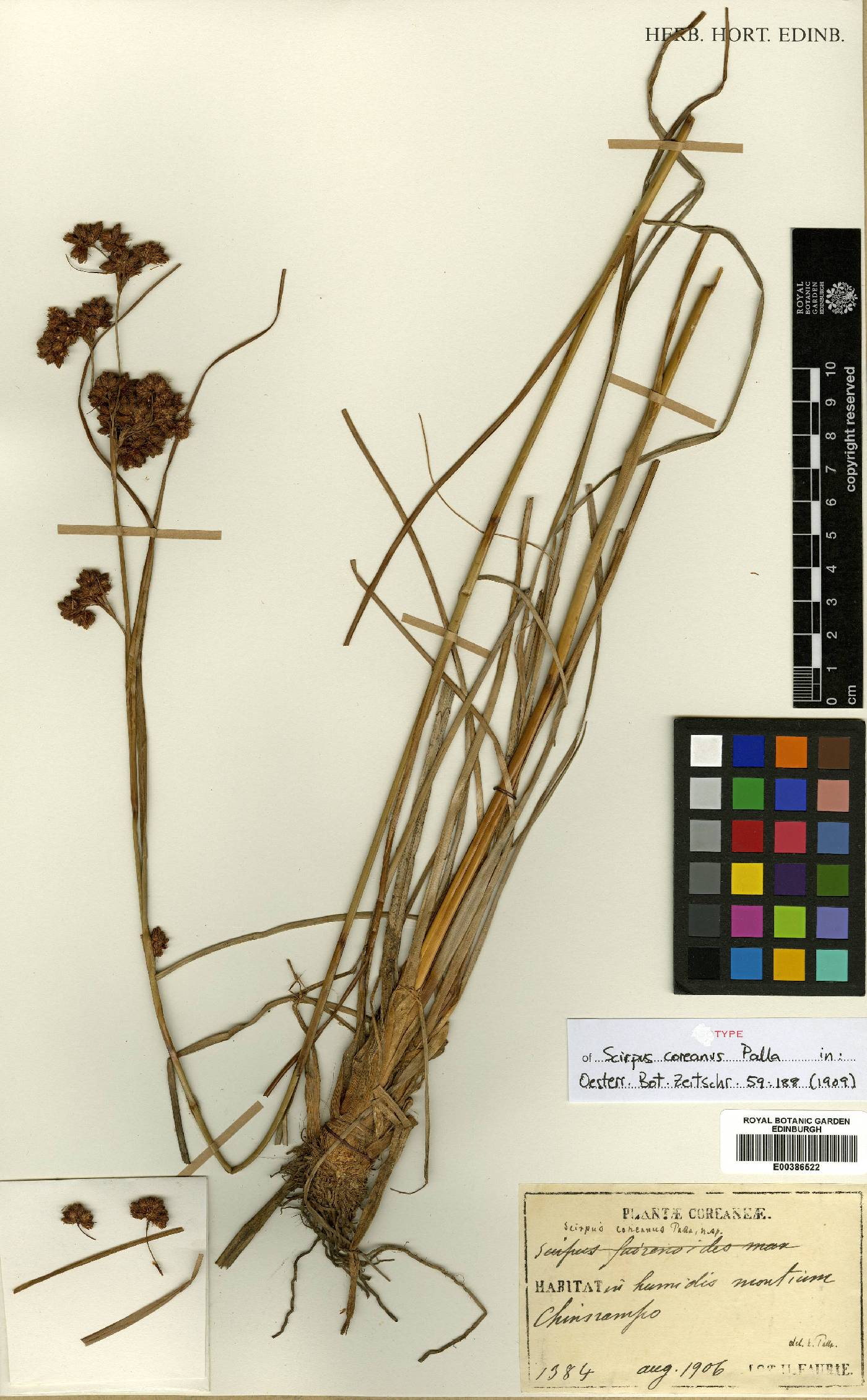 Scirpus karuisawensis image