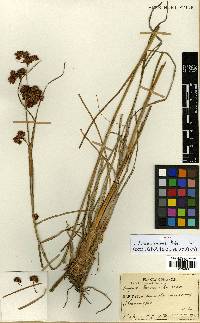 Scirpus karuisawensis image