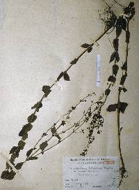 Image of Scrophularia kakudensis