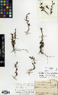 Image of Scutellaria fauriei