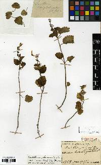 Scutellaria pekinensis image