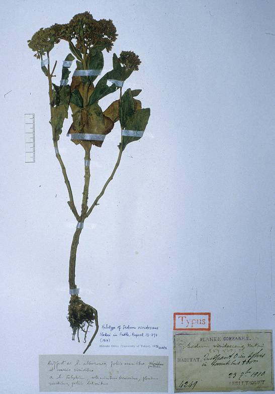 Hylotelephium verticillatum image