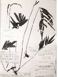 Image of Tarlmounia elliptica
