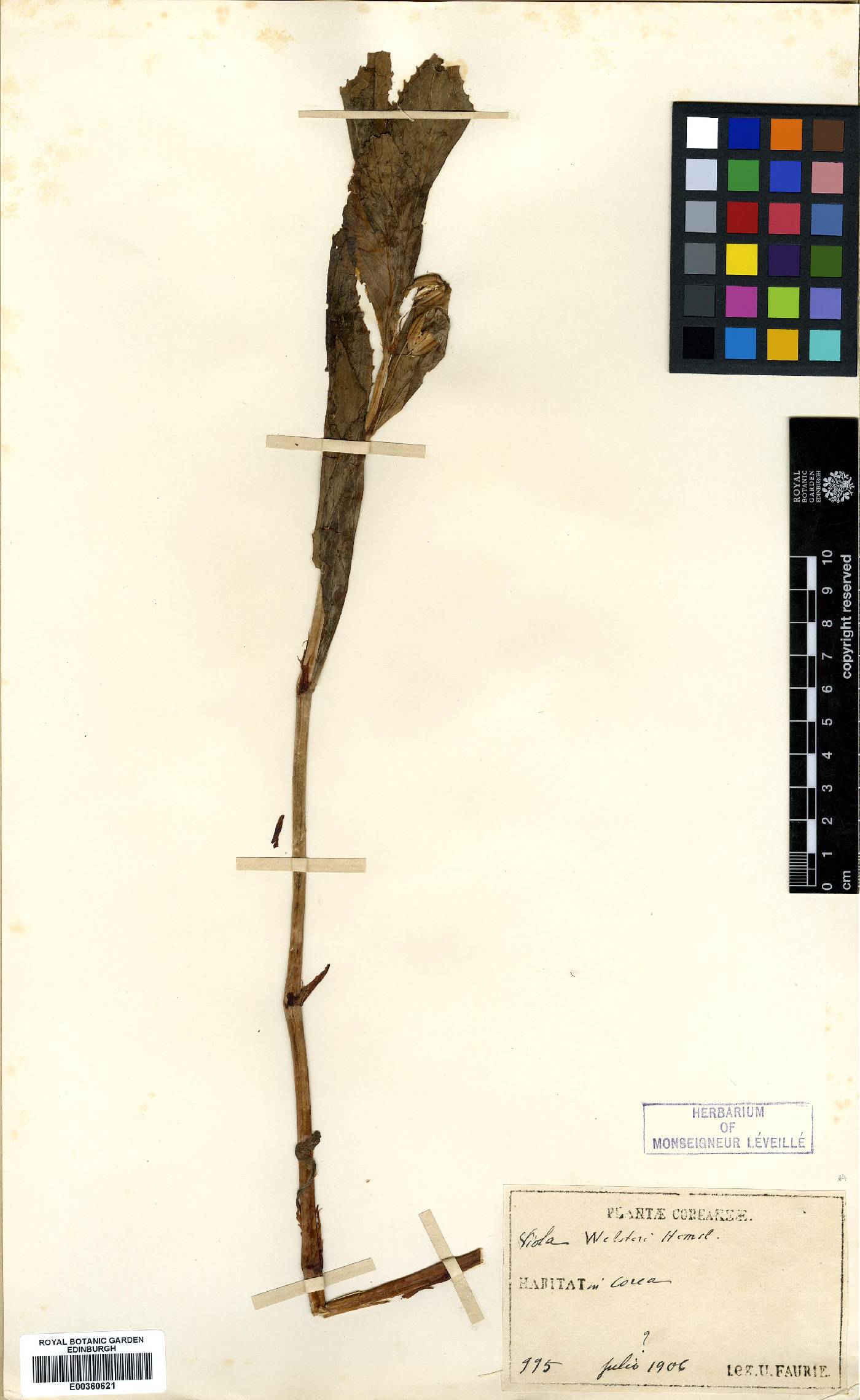Ligularia fischeri image
