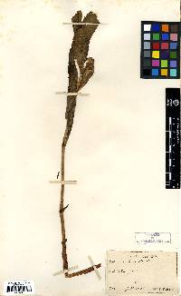 Image of Ligularia fischeri