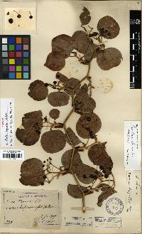 Smilax china image