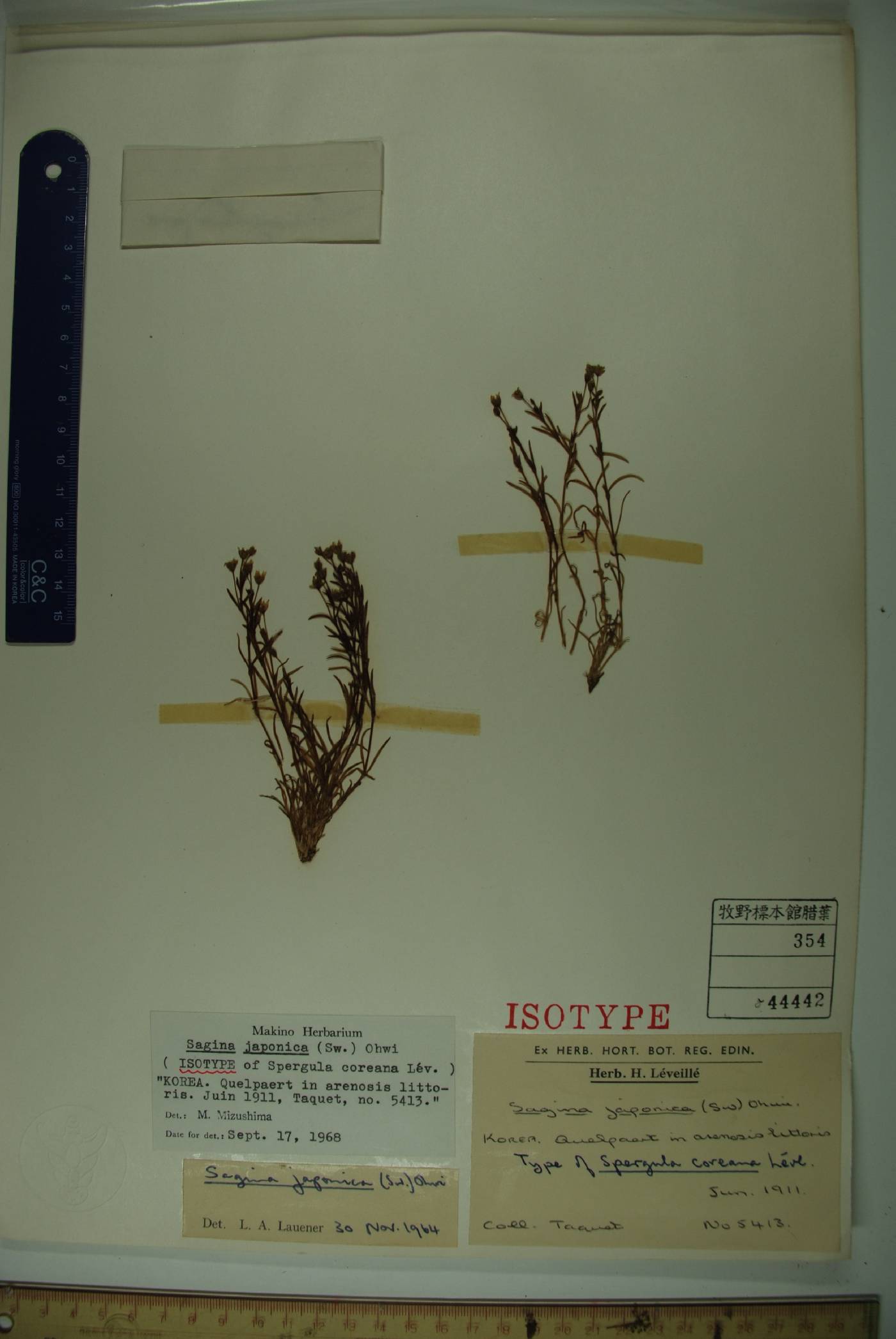 Spergularia marina image