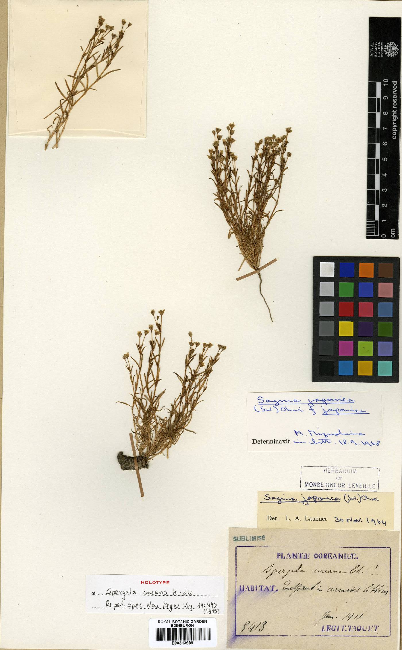 Spergularia marina image