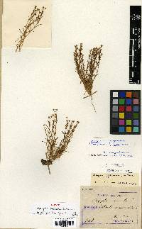 Spergularia marina image