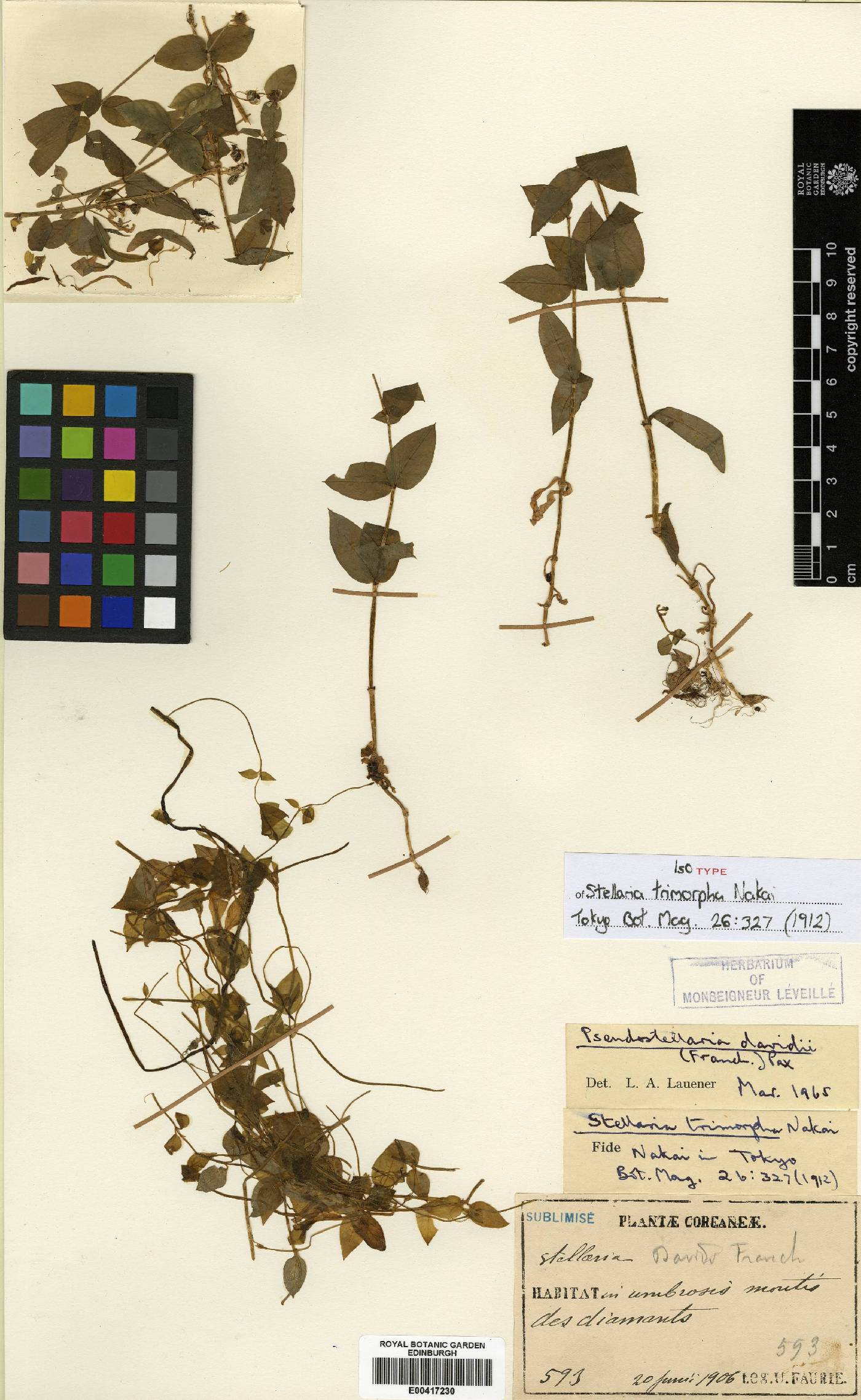 Pseudostellaria davidii image