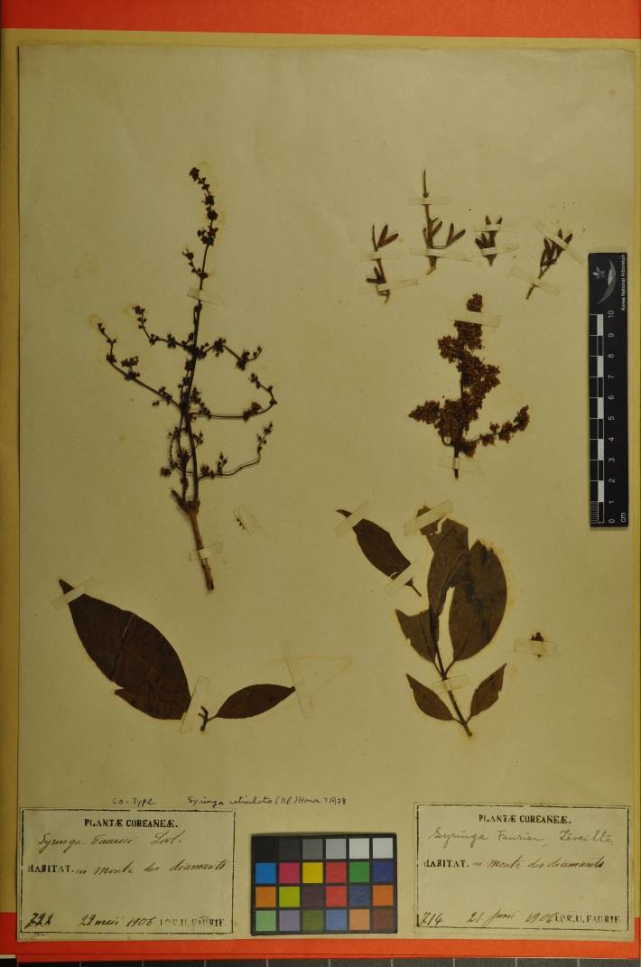 Syringa fauriei image