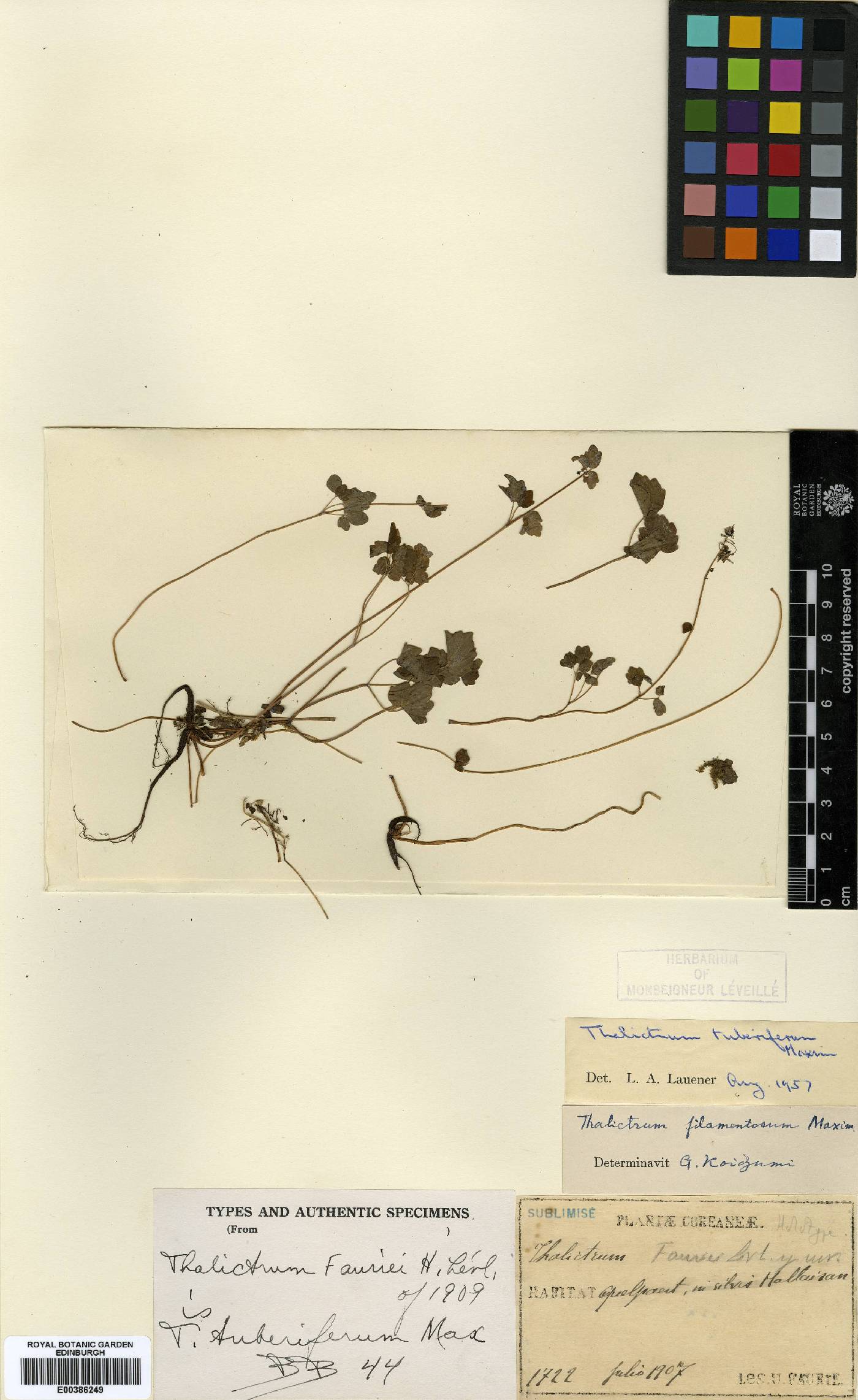 Thalictrum image