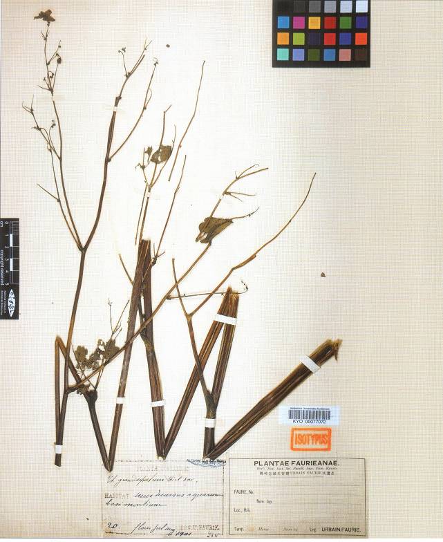 Thalictrum rochebruneanum image
