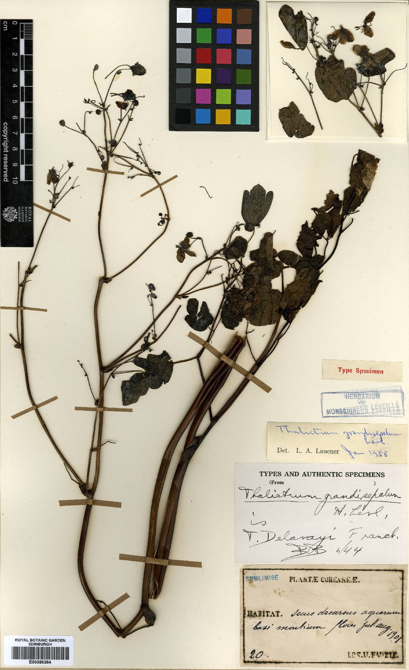 Thalictrum rochebruneanum image