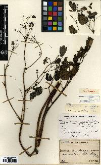 Thalictrum rochebruneanum image