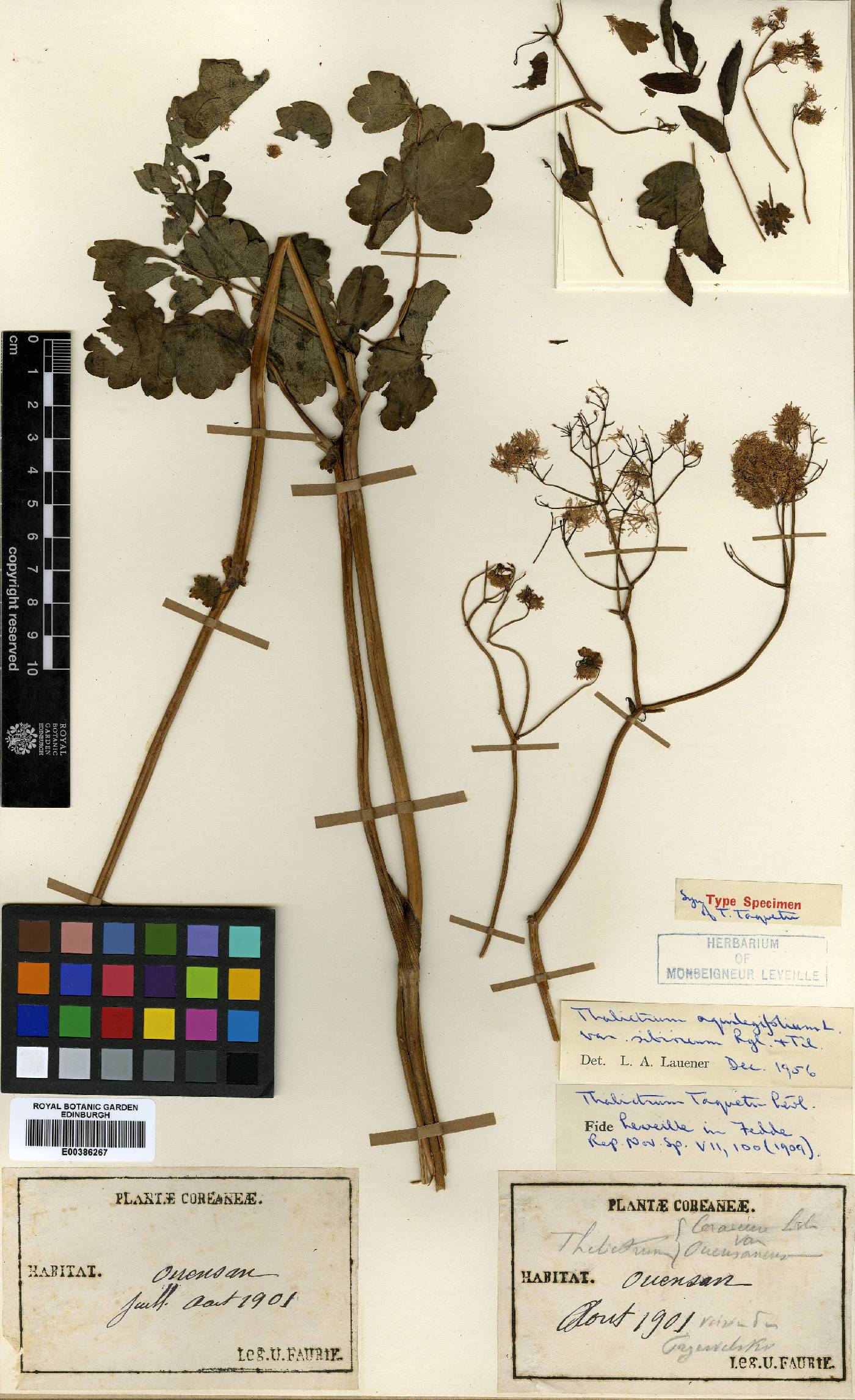 Thalictrum aquilegiifolium var. sibiricum image