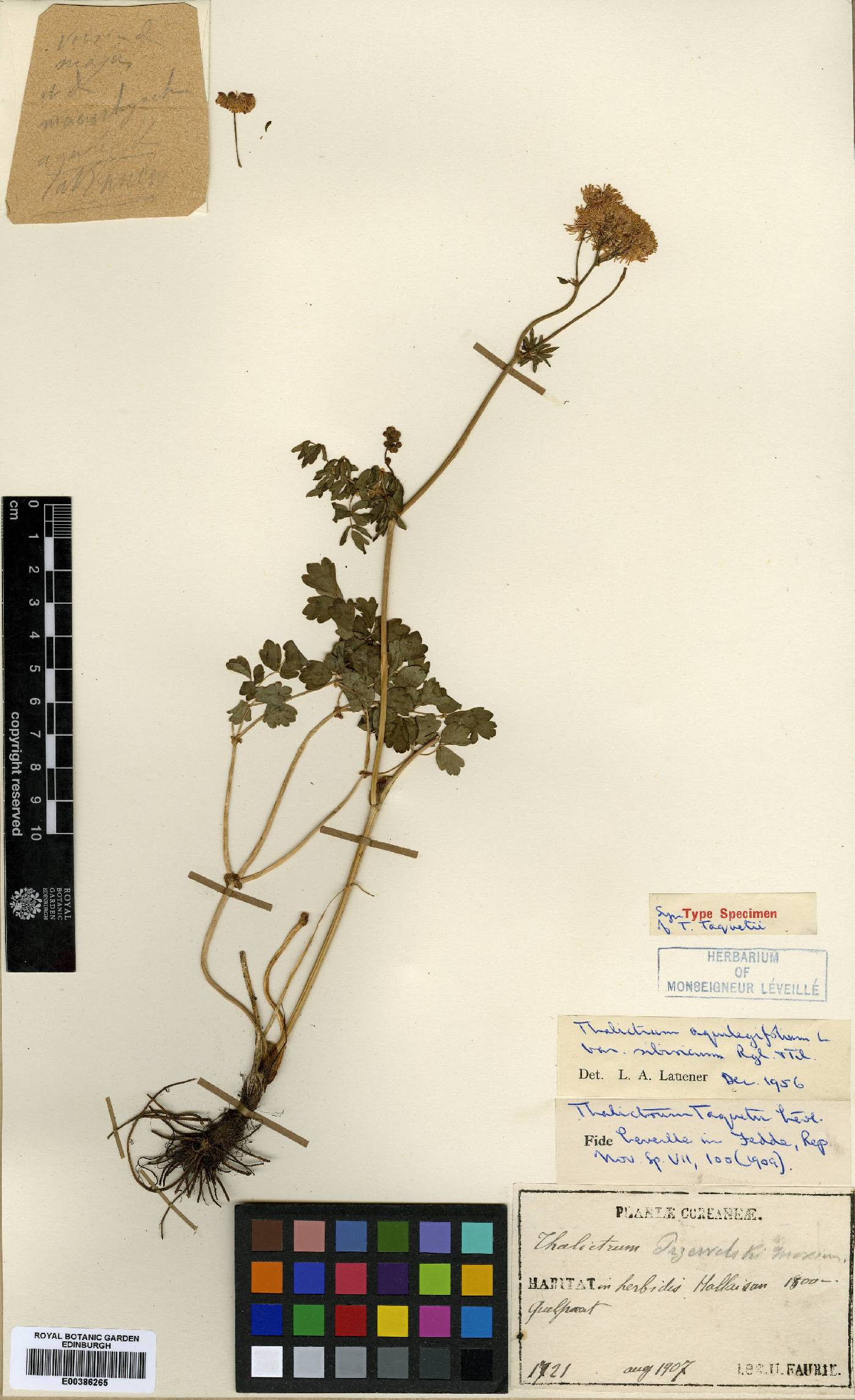 Thalictrum aquilegiifolium var. sibiricum image