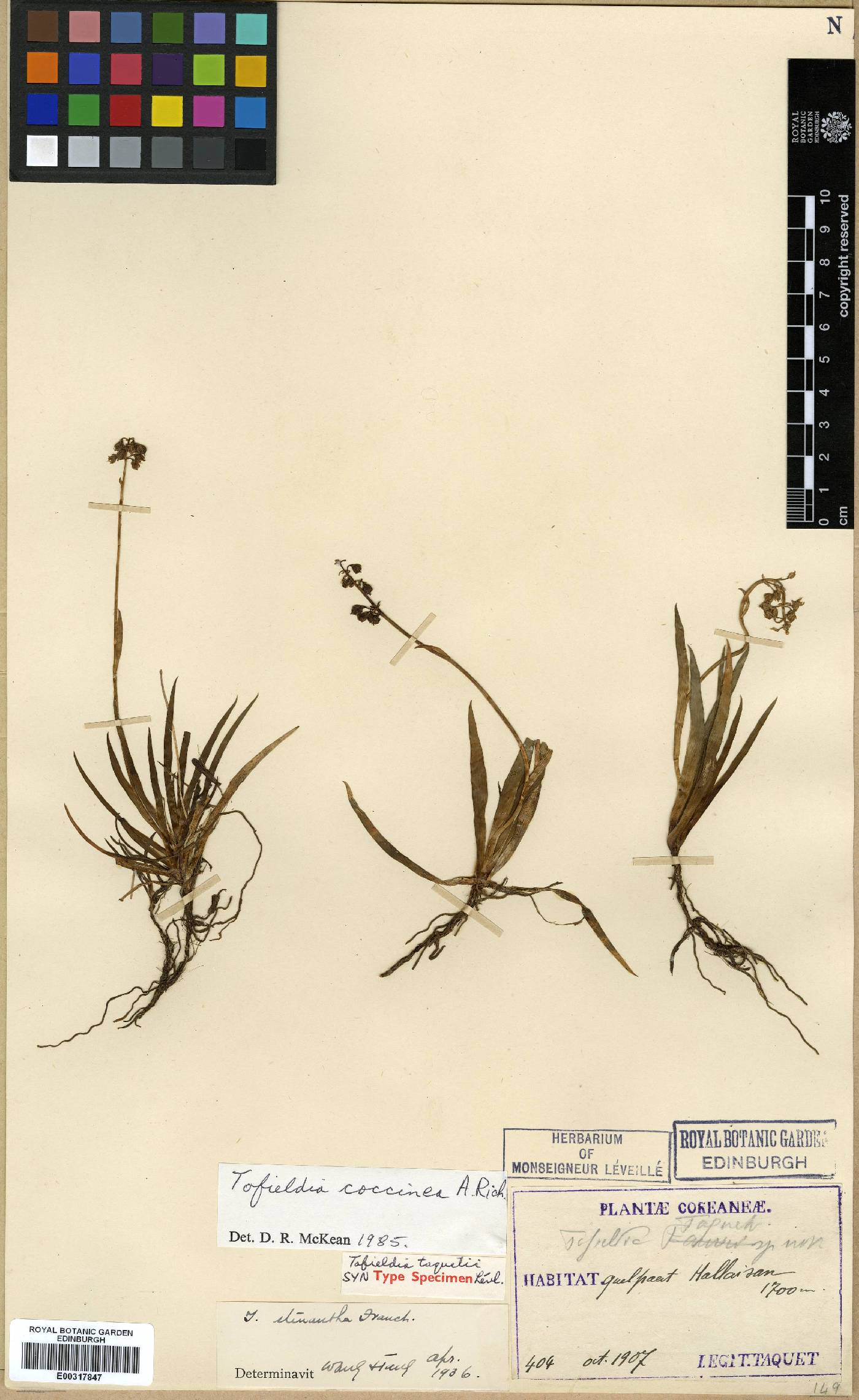 Tofieldia coccinea image