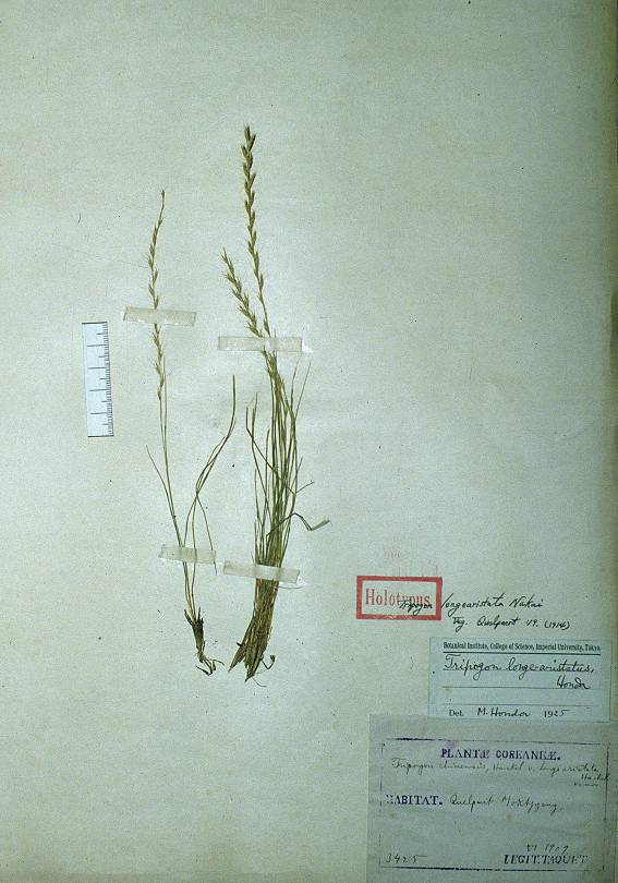 Tripogon longe-aristatus image