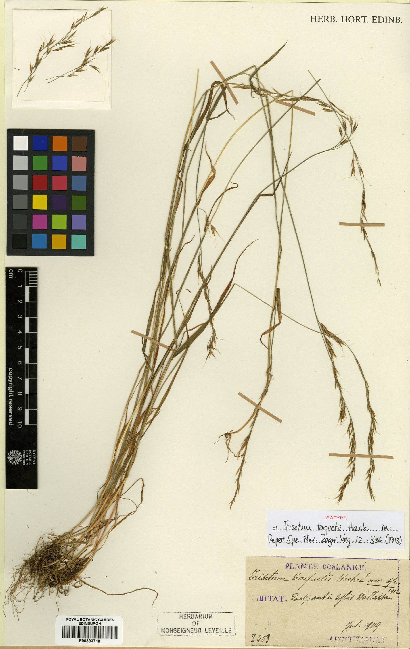 Sibirotrisetum bifidum image