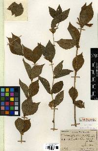Vicia unijuga image