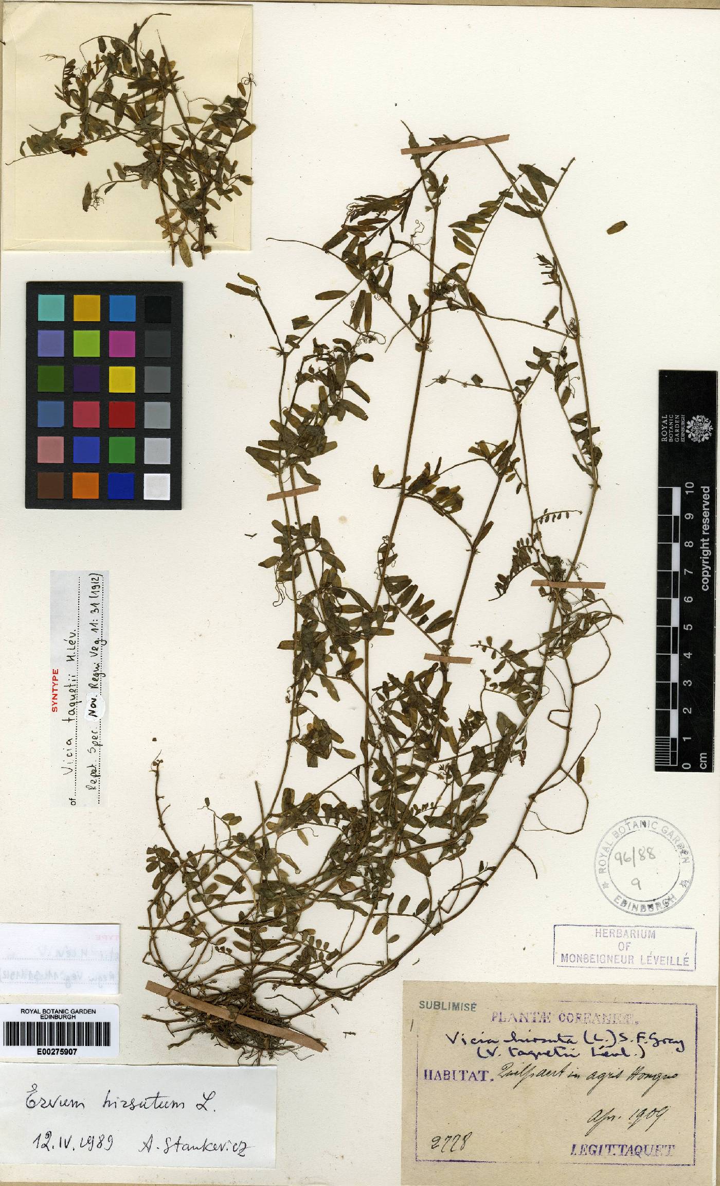 Vicia hirsuta image
