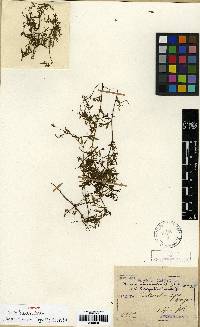 Vicia hirsuta image