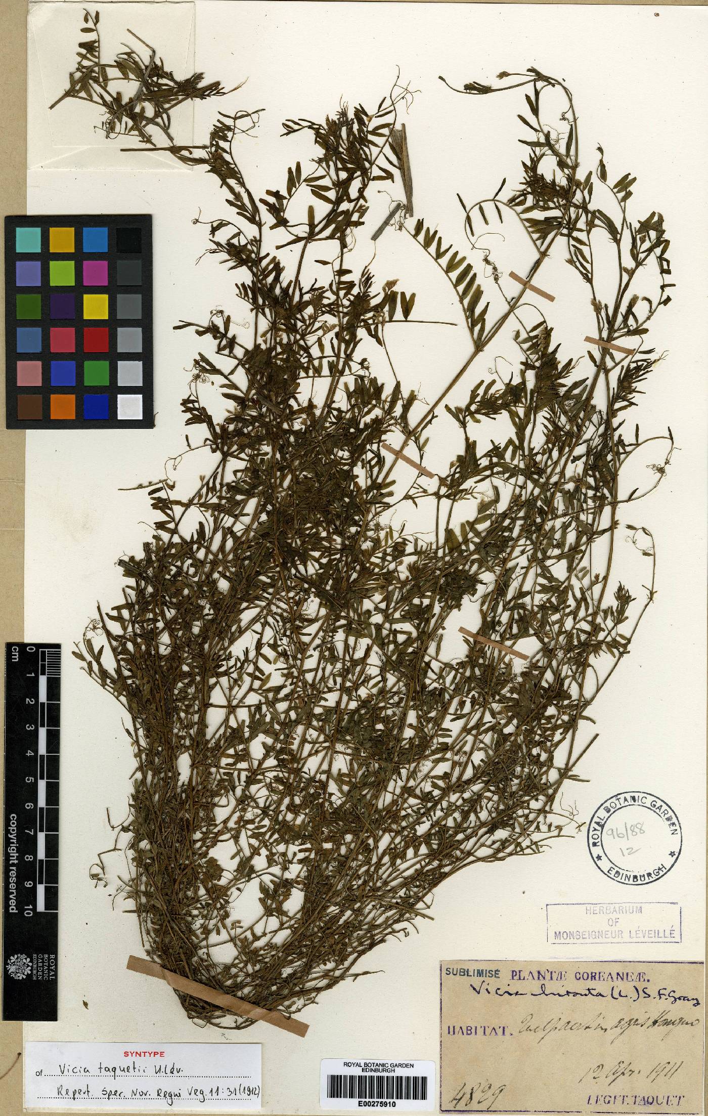Vicia hirsuta image