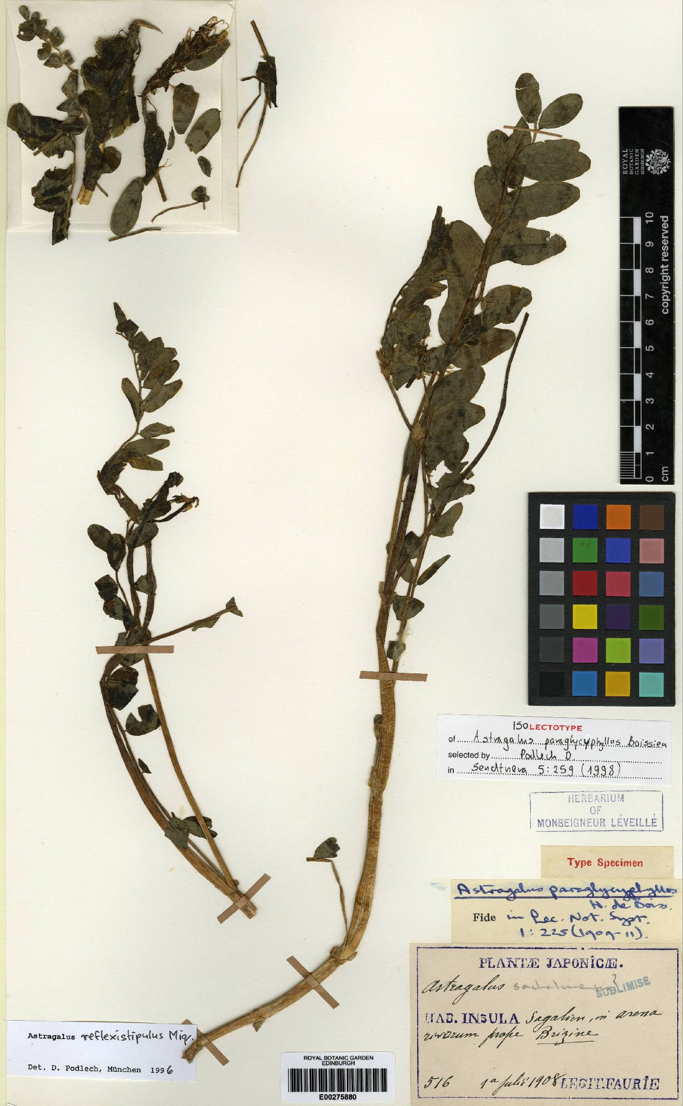 Vicia amurensis image