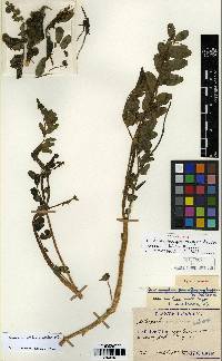 Vicia amurensis image