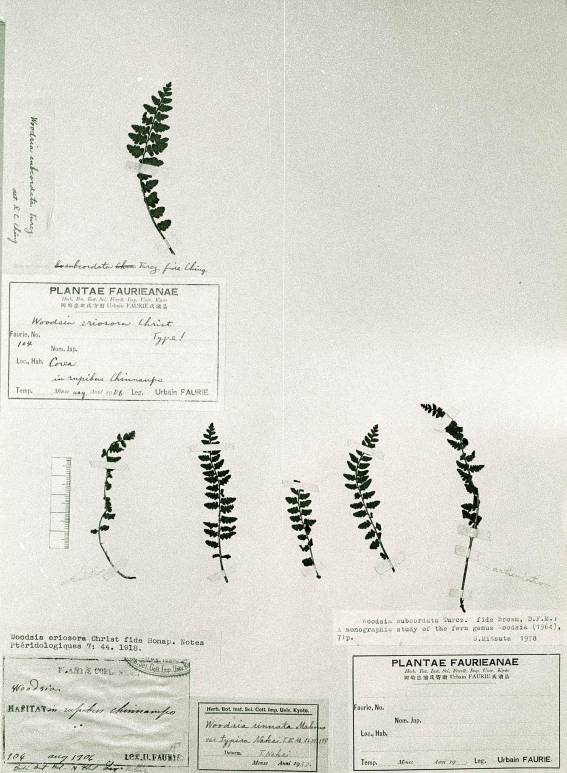 Woodsia subcordata image