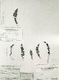 Image of Woodsia subcordata