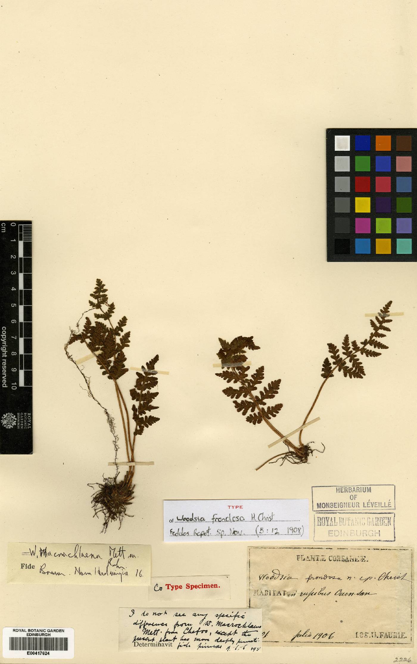 Woodsia macrochlaena image