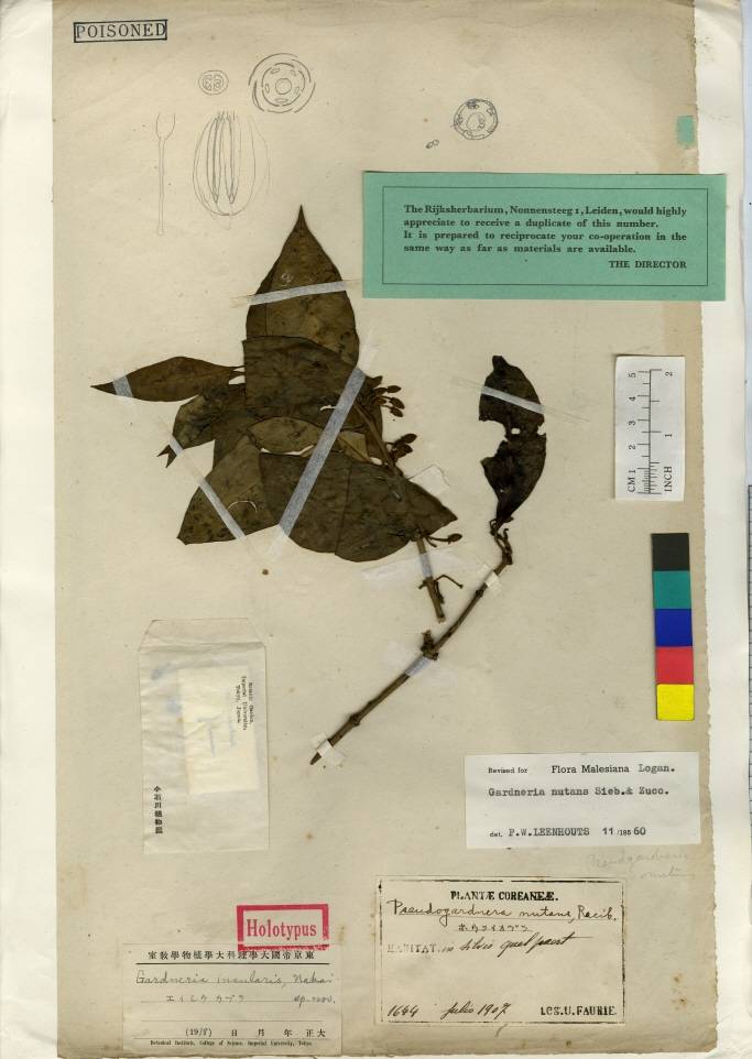 Gardneria nutans image