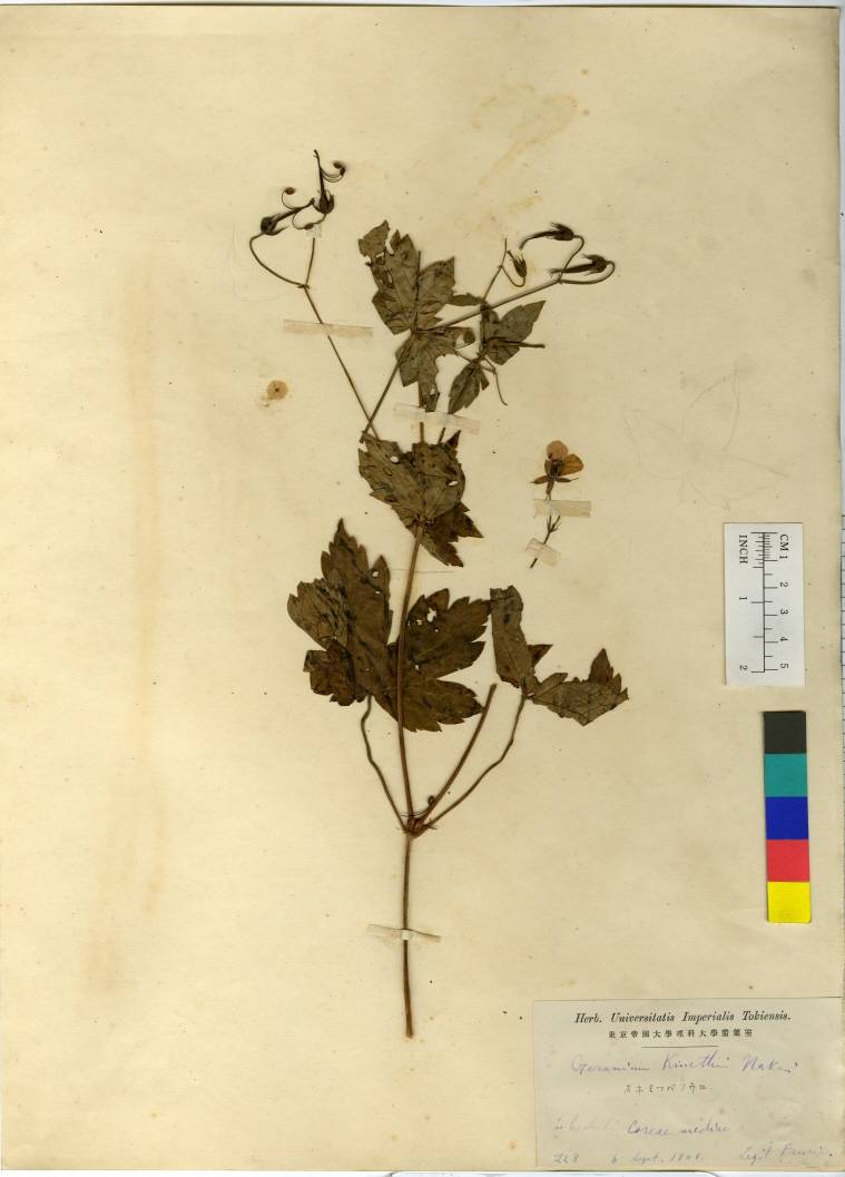 Geraniaceae image