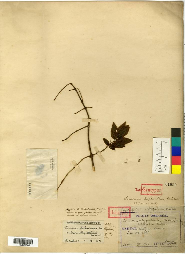 Lonicera tatarinowii image