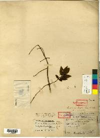 Lonicera tatarinowii image