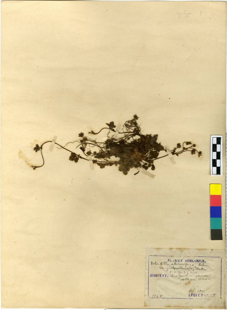 Potentilla fragarioides image