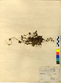 Potentilla fragarioides image