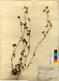 Potentilla kleiniana image