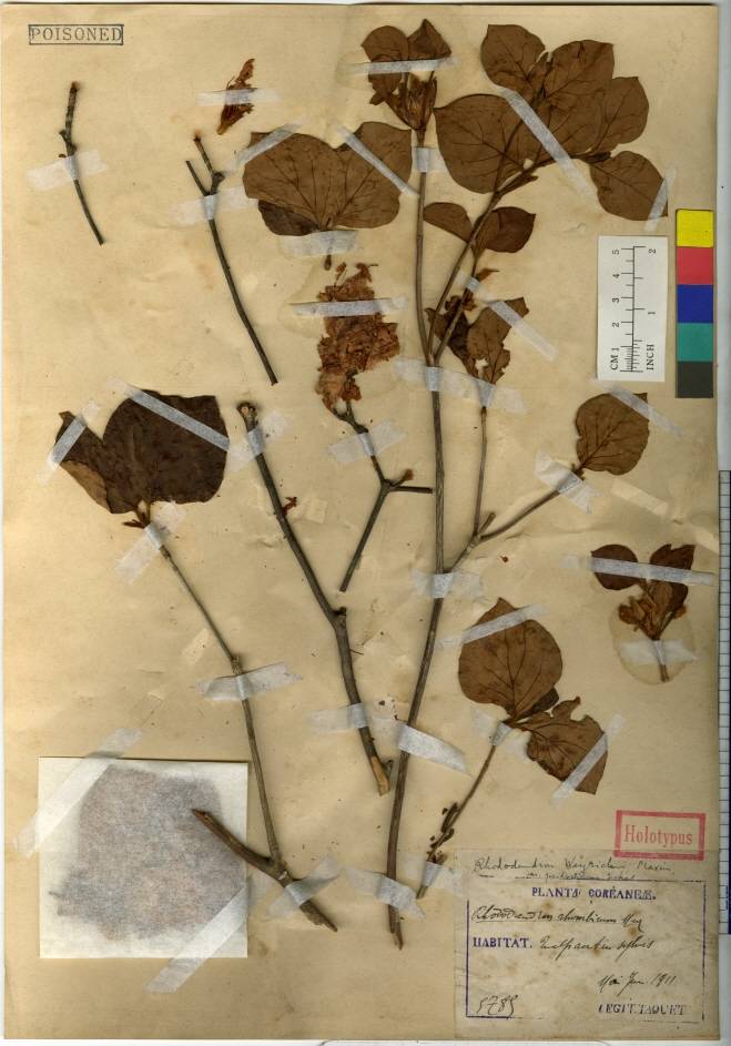 Rhododendron weyrichii image