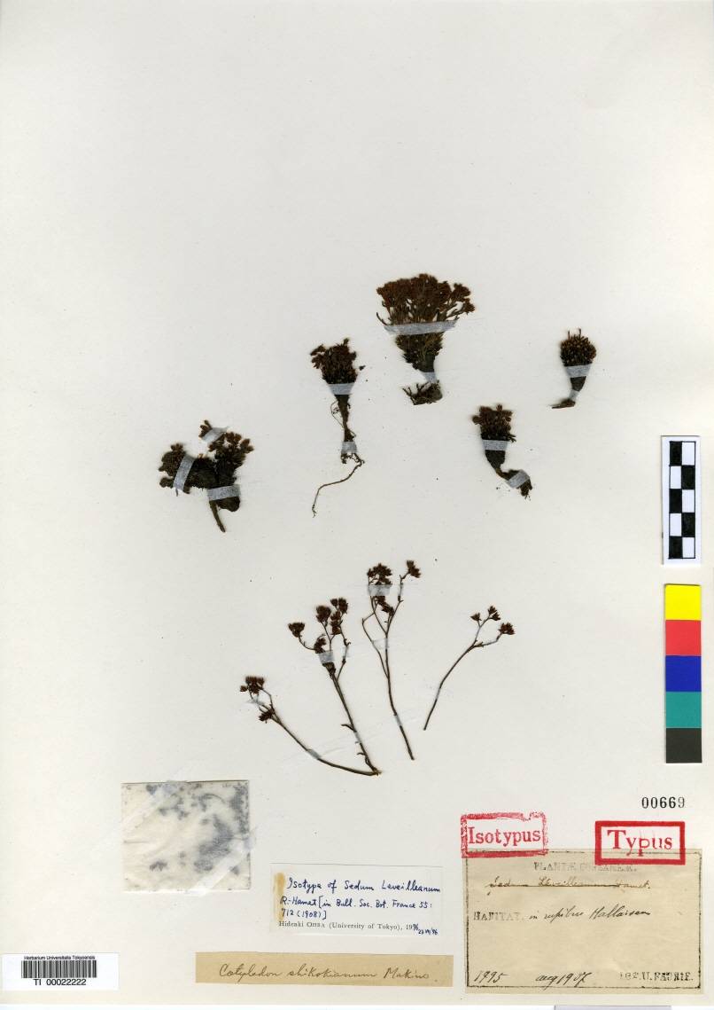 Meterostachys image