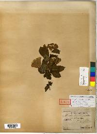 Weigela florida image