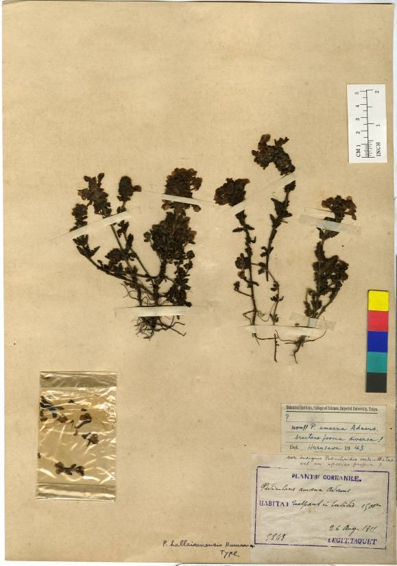 Pedicularis verticillata image